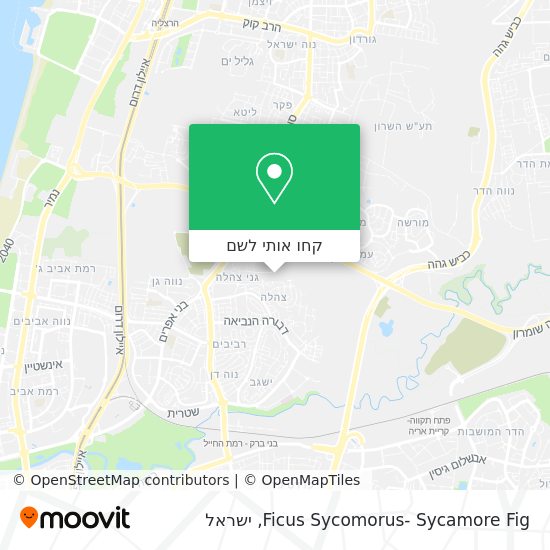 מפת Ficus Sycomorus- Sycamore Fig