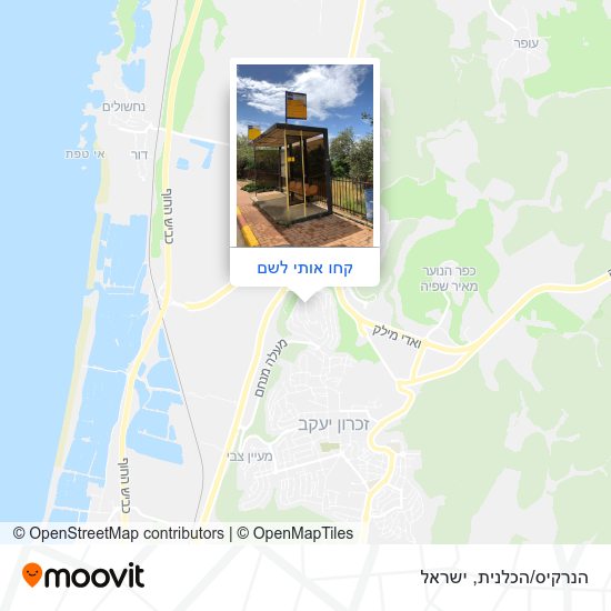 מפת הנרקיס/הכלנית