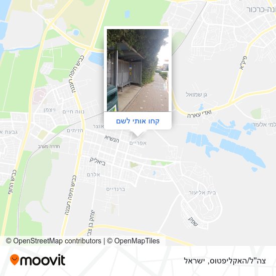 מפת צה''ל/האקליפטוס