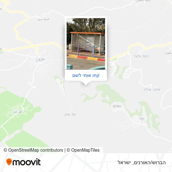 מפת הברוש/האורנים