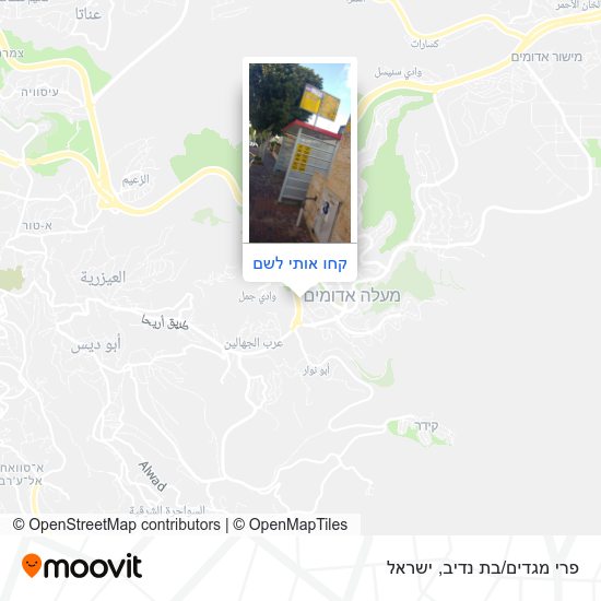 מפת פרי מגדים/בת נדיב
