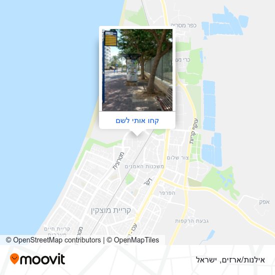מפת אילנות/ארזים