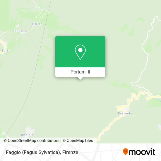 Mappa Faggio (Fagus Sylvatica)