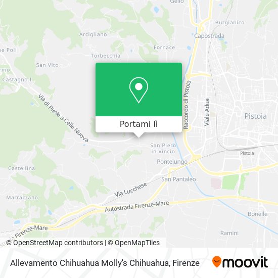 Mappa Allevamento Chihuahua Molly's Chihuahua
