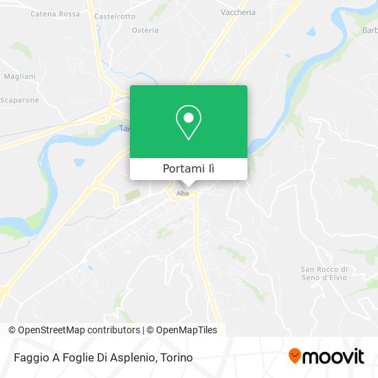 Mappa Faggio A Foglie Di Asplenio