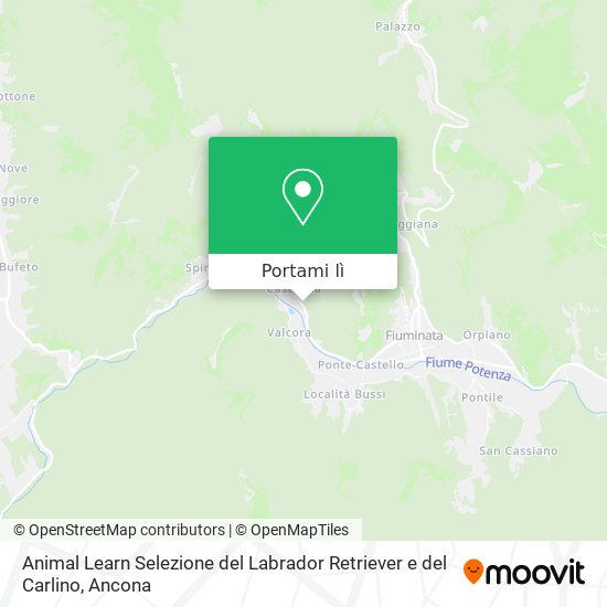 Mappa Animal Learn Selezione del Labrador Retriever e del Carlino
