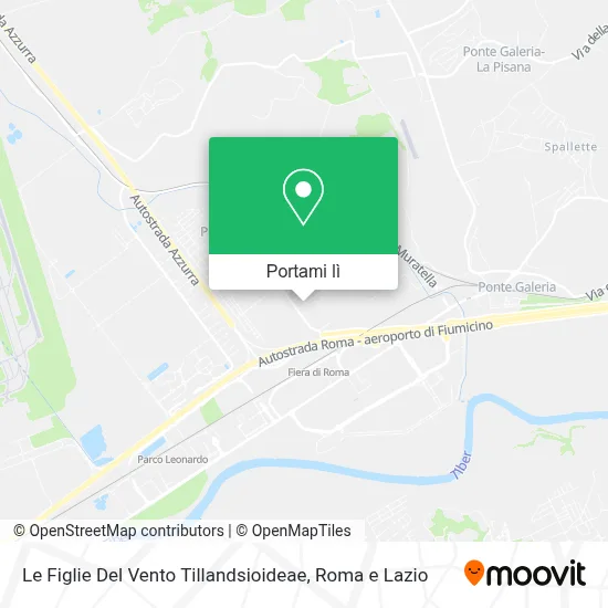 Mappa Le Figlie Del Vento Tillandsioideae