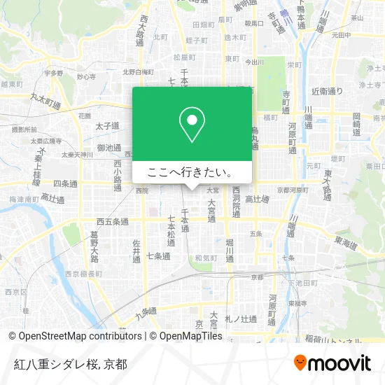紅八重シダレ桜地図